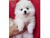 PoulaTo: Σπιτς μινι / pomeranian mini