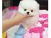 PoulaTo: Boo Mini Pomeranian