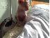 PoulaTo: Γατάκια Devon Rex.