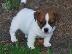 PoulaTo: Πολύ παιχνιδιάρικα κουτάβια Jack Russell Terrier προς πώληση...
