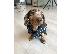 PoulaTo: Mini Dachshund Puppies