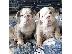 PoulaTo: Male & Female Bulldog Puppies For Sale
