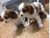 PoulaTo: Κουτάβια Cavalier King Charles Spaniel