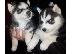 PoulaTo: Χαριτωμένο άνδρες και γυναίκες Siberian Husky κουτάβια για έγκριση...