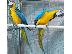 PoulaTo: talking  scarlet macaw parrots