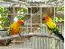 PoulaTo: Sun Conure Ζεύγη αναπαραγωγής