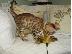 PoulaTo: Γατάκι Savana Bengal