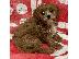 PoulaTo: cavapoo