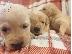 PoulaTo: Labrador Puppies