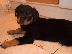 PoulaTo: Σούπερ Adorable κουτάβια rottweiller