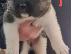 PoulaTo: ΔΙΑΘΕΣΙΜΟ ΠΟΛΥ ΚΑΛΥΤΕΡΟ AKITA PUPPY