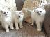 PoulaTo: Pedigree Ragdoll Kittens