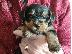 PoulaTo: Yorkie Puppies