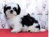 PoulaTo: "Jetson" μαύρο αρσενικό AKC Shih Tzu Puppy