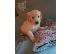 PoulaTo: υπέροχο xmas golden retriever κουτάβι προς πώληση