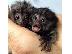 PoulaTo: baby marmoset για 300 €