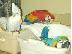 PoulaTo: Beautiful Babies  parrot