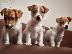 PoulaTo: Jack russell