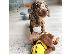PoulaTo: Dachshund Puppies
