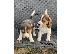 PoulaTo: Κουτάβια Beagle Tricolor.