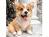 PoulaTo: Pembroke Corgi κουτάβια
