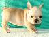 PoulaTo: Πωλείται καθαρόαιμο κουτάβι French Bulldog,