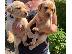 PoulaTo: Όμορφα κουτάβια Labrador Retriever