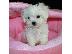 PoulaTo: Μαλτέζ μίνι (Maltese mini)