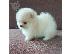 PoulaTo: Pomeranian mini toy
