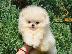 PoulaTo: Pomeranian Boo Κουτάβια