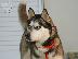 PoulaTo: ΧΑΣΚΙ Σιβηρίας (Siberian Husky)
