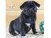 PoulaTo: Ελκυστικά κουτάβια Pug
