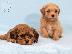 PoulaTo: Havanese Bichon κουτάβια