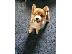 PoulaTo: Κουτάβι Shiba Inu