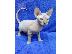 PoulaTo: Sphynx Cats προς πώληση