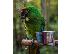 PoulaTo: Στρατιωτικοί παπαγάλοι Macaw