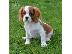 PoulaTo: Cavalier King Charles