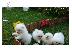 PoulaTo: Καταπληκτικά κουτάβια από Pomeranian!