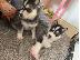 PoulaTo: Akc registered Siberian Husky puppies
