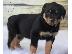 PoulaTo: Αντρικά εκπαιδευμένα κουτάβια Rottweiler
