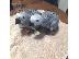 PoulaTo: babies congo african grey parrot for 150€