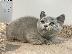 PoulaTo: British Shorthair γατάκια για καλά σπίτια