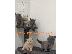 PoulaTo: kittensmarket.com is here with kittens for adoption
