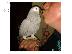 PoulaTo: YOUNG AFRICAN GREY