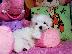 PoulaTo: Maltese{€250}