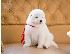 PoulaTo: samoyed κουτάβια