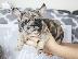 PoulaTo: French bulldog Hyena