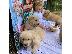 PoulaTo: Disponibili pui jucăuși de Golden Retriever