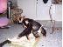 PoulaTo: Υγιεινό μωρό Chimpanzee.