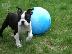 PoulaTo: Ειδική Boston Terrier κουτάβια